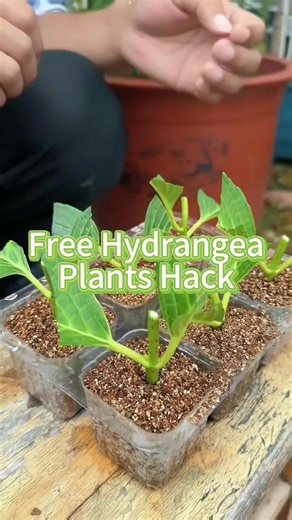 Free hydrangea plants hack: how to grow hydrangeas from cuttings