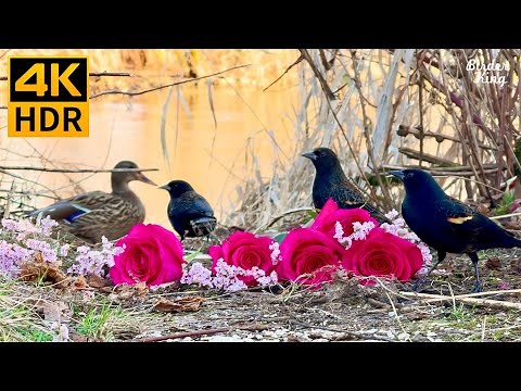 Cat TV for Cats to Watch 😺 Adorable Spring Birds and Squirrels 🐿 8 Hours(4K HDR)