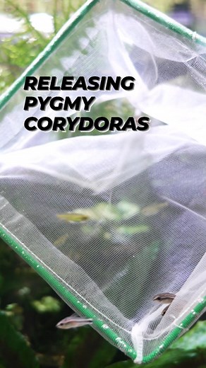 8.6K views · 150 reactions | We added some new Pygmy Corydoras to our display tank. They are small and very cute! . . . #aquarium #fishkeeping #tropicalfish #fishtank #fishhobby #fishkeepinghobby #corydoras #corydorascatfish | New Life Aquarium Keysborough | Facebook