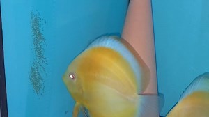 18K views · 281 reactions | Albino pearl diamond pair | Chens Discus UK | Facebook