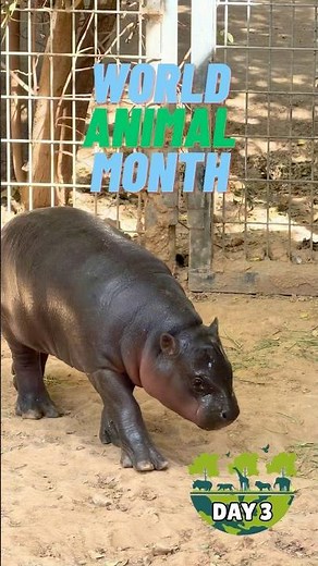 World Animal Month Day 3: Baby Pygmy Hippo Jellybean!