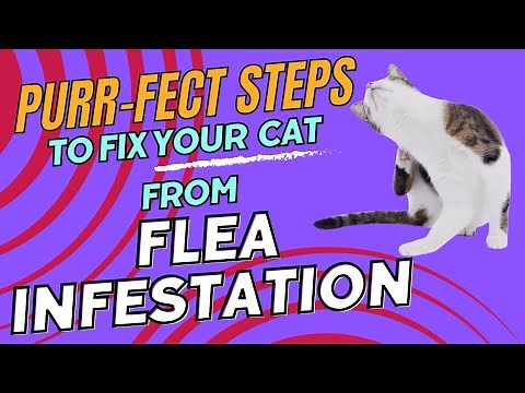 Combatting Flea Infestations in Cats: A Comprehensive Guide to Relief 🐱