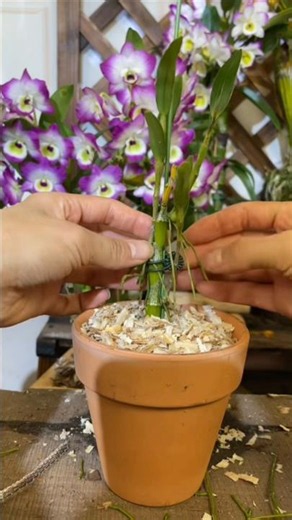 Great tutorial grafting orchid dendrobium repotting🌱🌱🌱🌳🌳🌳🪵🪵🪵🪵