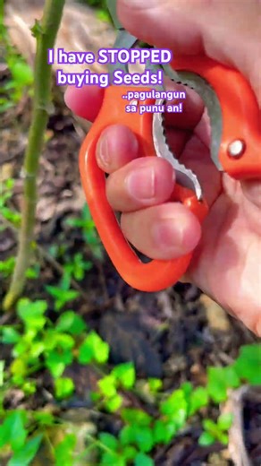 Backyard farming #philippines #travel #family #gardening