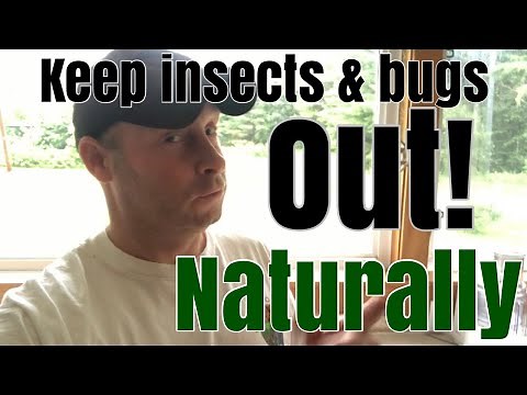 DIY Pest Control // How to Naturally keep pests out of your house!