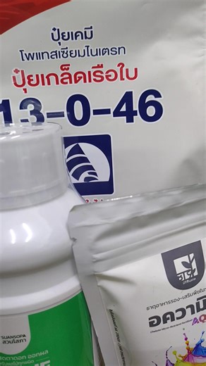 🚫 ทุเรียนลัดใบอ่อน ดอกไม่ออก ดอกไม่สมบูรณ์ 🌿 อาหารไม่ถึง “ตาดอกไม่เปิด” เสียฤดู เสียรายได้! ถึงเวลาใช้ 💥 คู่หูเปิดตาดอก เซตสะสมอาหารก่อนออกดอก สูตรเด็ดช่วยปรับต้น สมดุลพลังงานจากใบ → ดอก เร่ง “ตาดอกแตก” ดอกสมบูรณ์ ขั้วเหนียว ไม่ร่วงง่าย 🌸 ✅ ปุ๋ยเกล็ดเรือใบ 13-0-46 เพิ่มโปแตสเซียม สะสมอาหาร ✅ ยูนีค สาหร่ายเปิดตาดอก กระตุ้นฮอร์โมนดอกตามธรรมชาติ ✅ อความิกซ์ จุลธาตุรวม เติมธาตุรอง–ธาตุเสริมครบ ลดอาการขาดอาหาร 🎉 โปรโมชั่นพิเศษเดือนนี้‼️ 📌 เซตทดลองใช้ 💰 1 เซต ปกติราคา 790บ. 🎉 พิเศษ‼️ ราคาเพียง