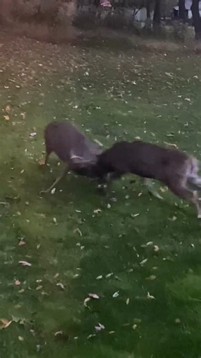 139K views · 3.2K reactions | 歷 CHECK THIS OUT! 歷 Shantelle Wasicki sent us this awesome video of two deer fighting & locking antlers outside her Indiana County home. Be sure to send us your pictures and videos to wjactv.com/chimein. | WJAC-TV News | Facebook