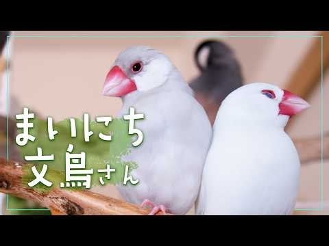 さえずり歌って、君と寄り添って、あたたかい毎日【文鳥７羽】1 Hours of cute birds【Bird Life】Chirping・Singing