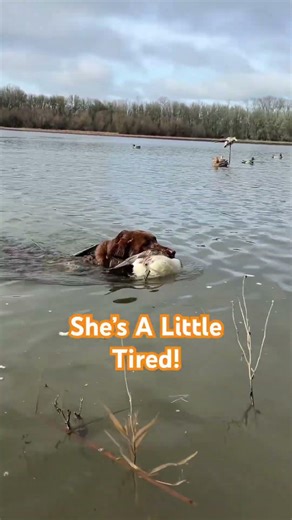 Nice widgeon! Piper finishing up a long retrieve! #labrador #retriever #duckhunting