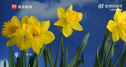 Find the vitality of yellow daffodil blooming in this time-lapse video recently taken in SW China's Chongqing. | People's Daily, China