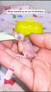 This family rescued a bird fell down in their window #animals #animalsofinstagram #animallover #animalovers #loveanimal #animalrescue #rescueanimal #animalworld #animalplanet #birdlife #birds #rescue | AnimalLove Stories