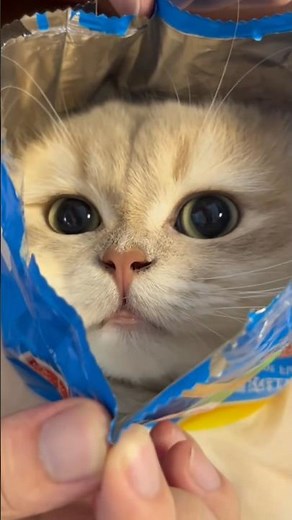 Her Cats Are Easily Entertained 😂