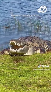 An enormous crocodile, known to locals as "Croczilla," was spotted sunbathing at Nine Mile Pond in Florida’s Everglades National Park. https://abc7ne.ws/2Lu50ZT | ABC7 News