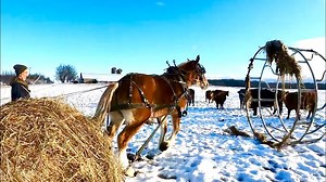 DRAFT HORSE FARMING - Total Horse Channel | Equestrian TV