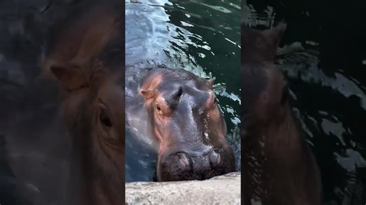 Hippo wiggles ears in playful motion