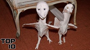 264K views · 1.9K reactions | Scary Crossbreeding Experiments That Will Terrify You | Most Amazing Top 10 | Facebook