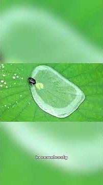 Glass Frog - The Animal With See Through Skin #animals #wildlife #glassfrog #amazingfrog #frog