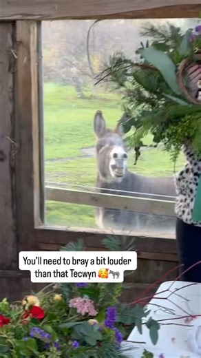 65 reactions · 3 comments | Tecwyn was wondering why the donkeys weren’t directly involved in the Christmas Wreath making! So much looked so tasty! Yes well that’s why Tecwyn  | Snowdonia Donkeys | Facebook