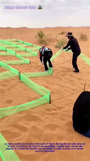 🏜️ Fixation des dunes : Comment les filets en toile posés en damier stabilisent le sable