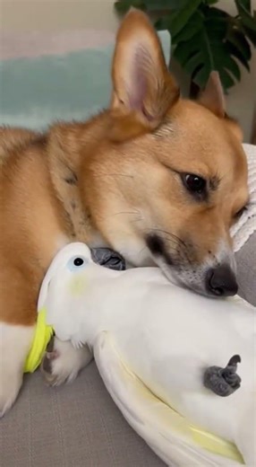 Dog and Cockatoo Snuggle Buddies Are Too Cute Best Friends Forever #pets #cuteanimals #snuggles
