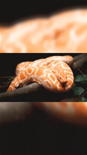 ULAR ALBINO RAKSASA! 😳 Kamu Gak Akan Percaya Ukurannya! #reels #shorts