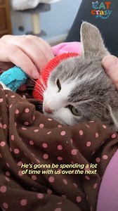 36K views · 3.5K reactions | Rescued Cat Learns How to Walk Again | Soul Divine | Facebook