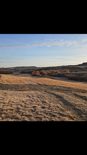 3.7K views · 112 reactions | The pheasants on the creek bottom last weekend. Such beautiful birds. Oddly, they were very quiet when they flew off, normally they have a very distinctive sound when they take off in flight. Enjoy a peaceful moment this morning. God bless  ❤️Richelle (music is not mine) | Prairie Crocus Creative | Facebook