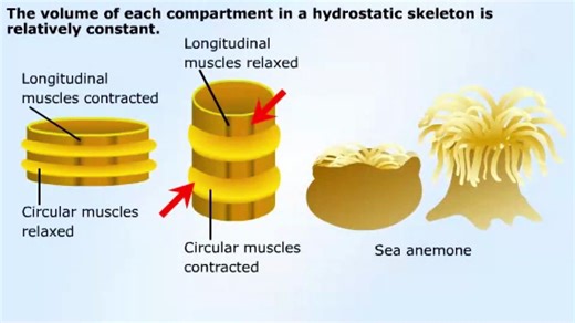 Hydrostatic skeleton