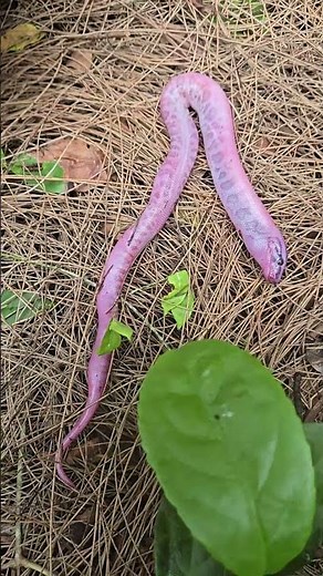 Python Embryo! #python #snake #shorts #wildlife #nature #dangerous #herping #crazy #florida #embryo