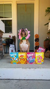 Halloween is lurking around the corner! 🎃 Be prepared with BARK’s Snack Pack treats, available now at PetSmart! | BARK