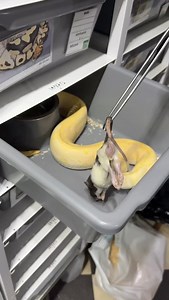 22K views · 185 reactions |  #snakelover #ballpythonlove #snek #royalpythons #morph #morphs #livingart #beardeddragon #herpetology #lizard #boa #animal #reptilelove #leopardgecko #snakelife #petsnake #gecko #clownballpython #ballpythoncollection #ballpythonmorphsofinstagram #exotic #nature #reticulatedpython #cornsnake #snakelove #snakekeeper #bananaballpython #boaconstrictor #lizards #piedballpython | Xclusive ball pythons | Facebook