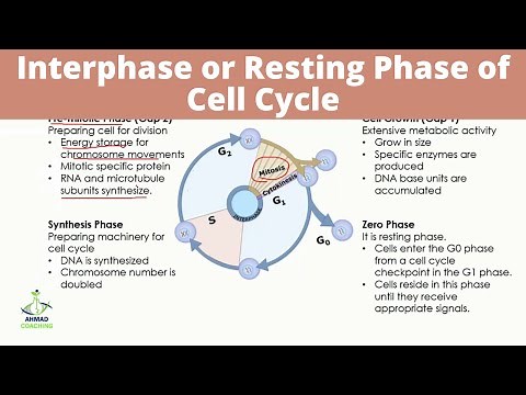 Interphase or Resting Phase of Cell Cycle | G1, G0, S and G2 Phases
