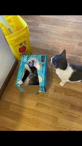 This box is the BOSS of all boxes!! Vickie has claimed it and she’s not sharing!! 💗💗💗💗💗 #furballfarm #box #boss #boxofhappiness #catbox #besttoys #besttoyever #CantTopThis #cats #cat #kitty #kitten #feelingfrisky #frisky #play 🐾🐾🐾🐾🐾🐾 | Furball Farm Cat Sanctuary