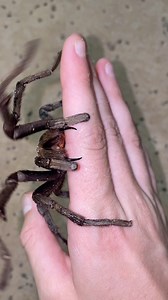 Gwendolyn Erdosh on Instagram: "Tarantulas, though they look big and scary, are actually quite docile and harmless. This was a large and fairly old male out looking for a female to mate with in Arizona. At first I thought maybe he was trying to bite me but it turns out he was using his chelicerae and fangs to pull himself up 😂 #tarantula #entomology #entomologist #spiders #arachnid"