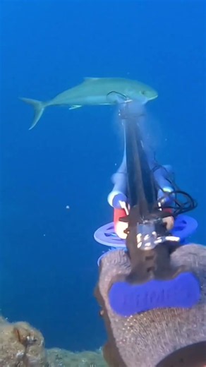 Chasse sous marine de la seriole en Corse #fishing #spearfishing #pêche