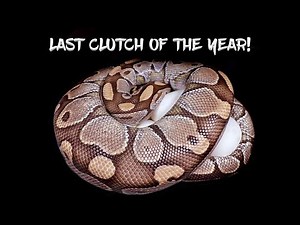Last Clutch of Ball Python Eggs This Year!