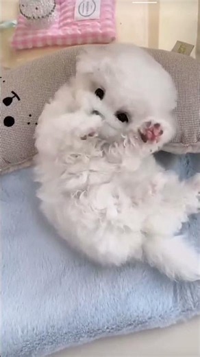 Bichon frise Teacup