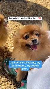 I was left with a collapsing trachea, rotting teeth, and hernias so large I can barely move comfortably… 🥺💔 These two sweet dogs have been neglected for far too long and are in desperate need of life-saving care. Together, they need two spays, two dentals with dental X-rays, chest X-rays, extensive bloodwork, and heartworm tests. One is suffering from a collapsing trachea, while both have massive abdominal hernias that require immediate attention. On top of that, they need professional shaves 