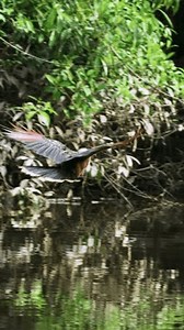 Hoatzin bird flying over a river in the Amazon Rainforest and landing on a tree, vertical video.