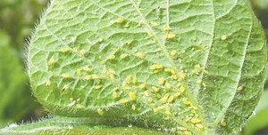 Using Integrated Pest Management (IPM) - Guyana Chronicle