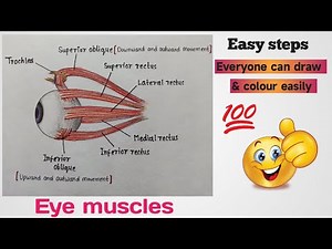 How to draw eye muscles | Extraocular muscles | Easy diagram | Eye muscles