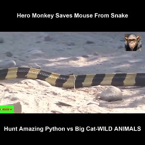 Hero Monkey Saves Mouse From Snake Hunt Amazing Python vs Big Cat-WILD ANIMALS | Royale Brother's