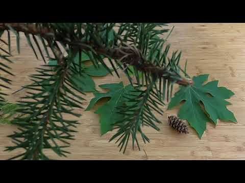 Identifying Trees of Oregon... An online guide and ‘how to’ overview. @hopkinsdemonstrationforest