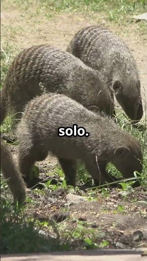 🐾🐍 Wildlife Explained Top10 Animal Sology 10 Mongoose Facts That Will Blow Your Mind