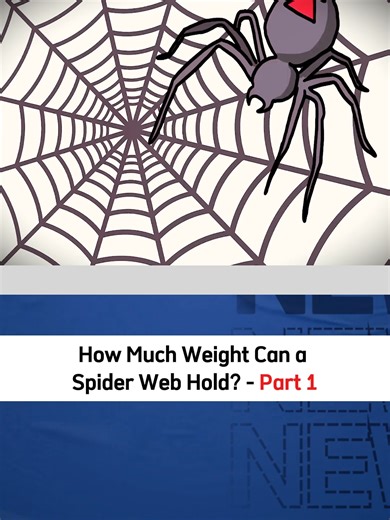How Much Weight Can a Spider Web Hold? #science #didyouknow #explained #fyp