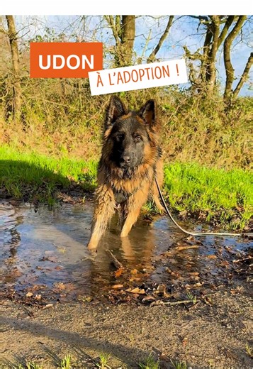 Udon attend une super famille ! Venez le rencontrer au refuge spa de Pornic (44) #laspa #adoptionresponsable #bergerallemand #fyr #pourtoiii