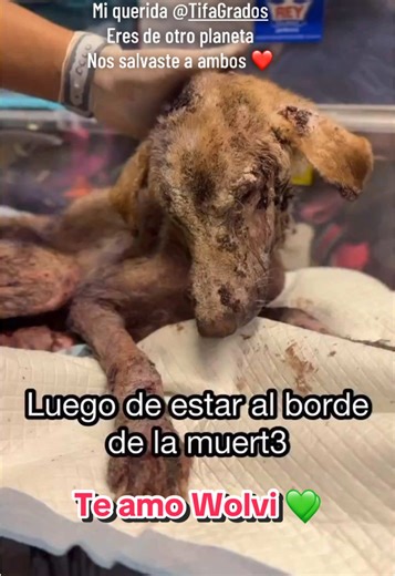 Wolverine Animal Rescue Story: Te Amo Wolvi 💚