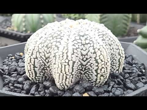 Astrophytum Asterias Cv Star Shape Super Kabuto V Type