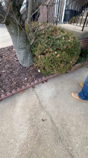 Quick walkthrough for a bush removal & haul-off estimate 🌿Simple job, clean finish. #smallbusiness