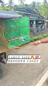 Bohol area delivery🇵🇭🚚🐣 | Bohol Giant Chickens